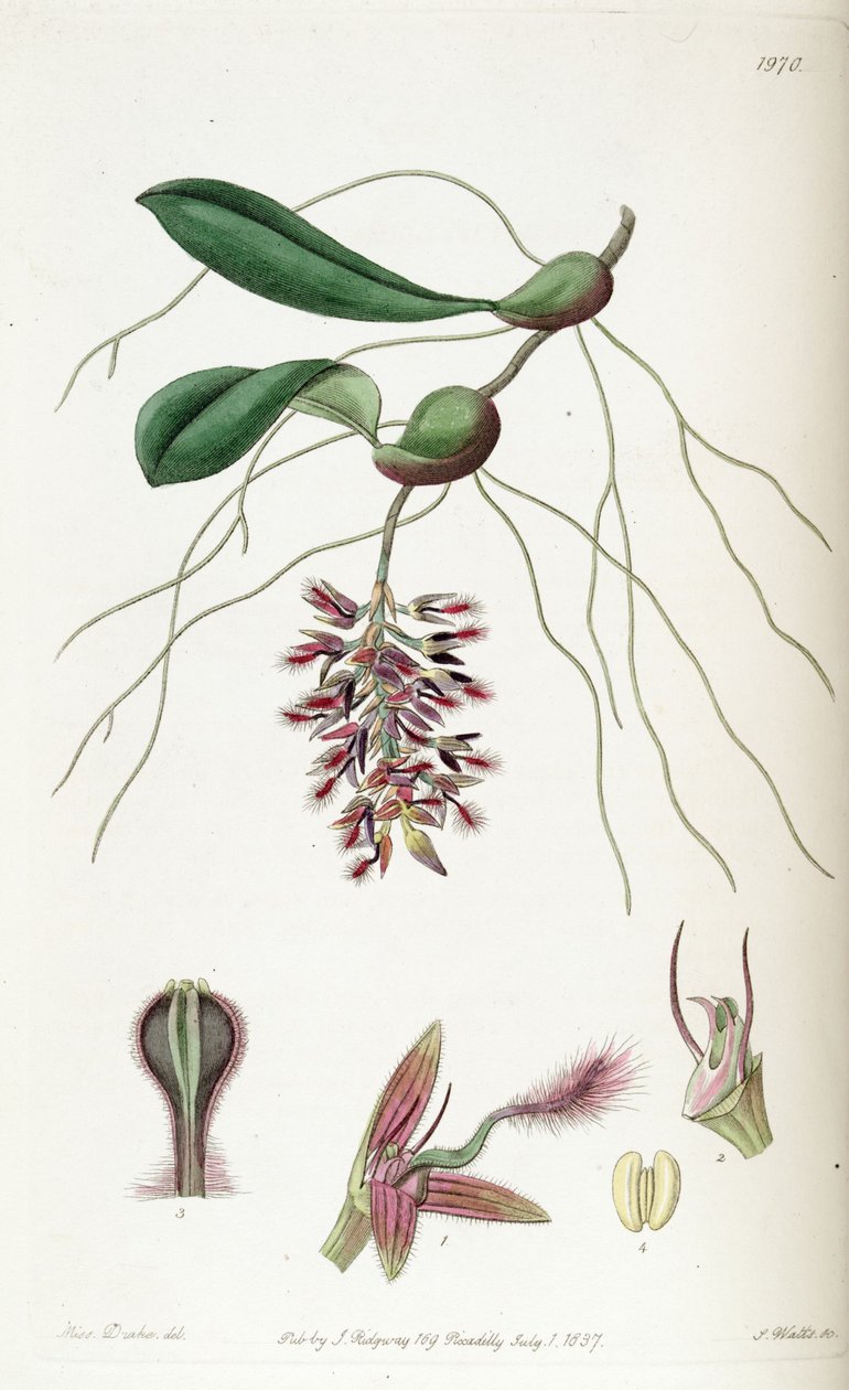 Bulbophyllum saltatorium - Miss Drake