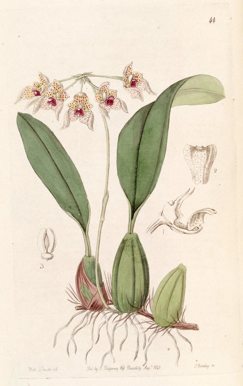 Bulbophyllum umbellatum (orthographié Bolbophyllum umbellatum) - Miss Drake
