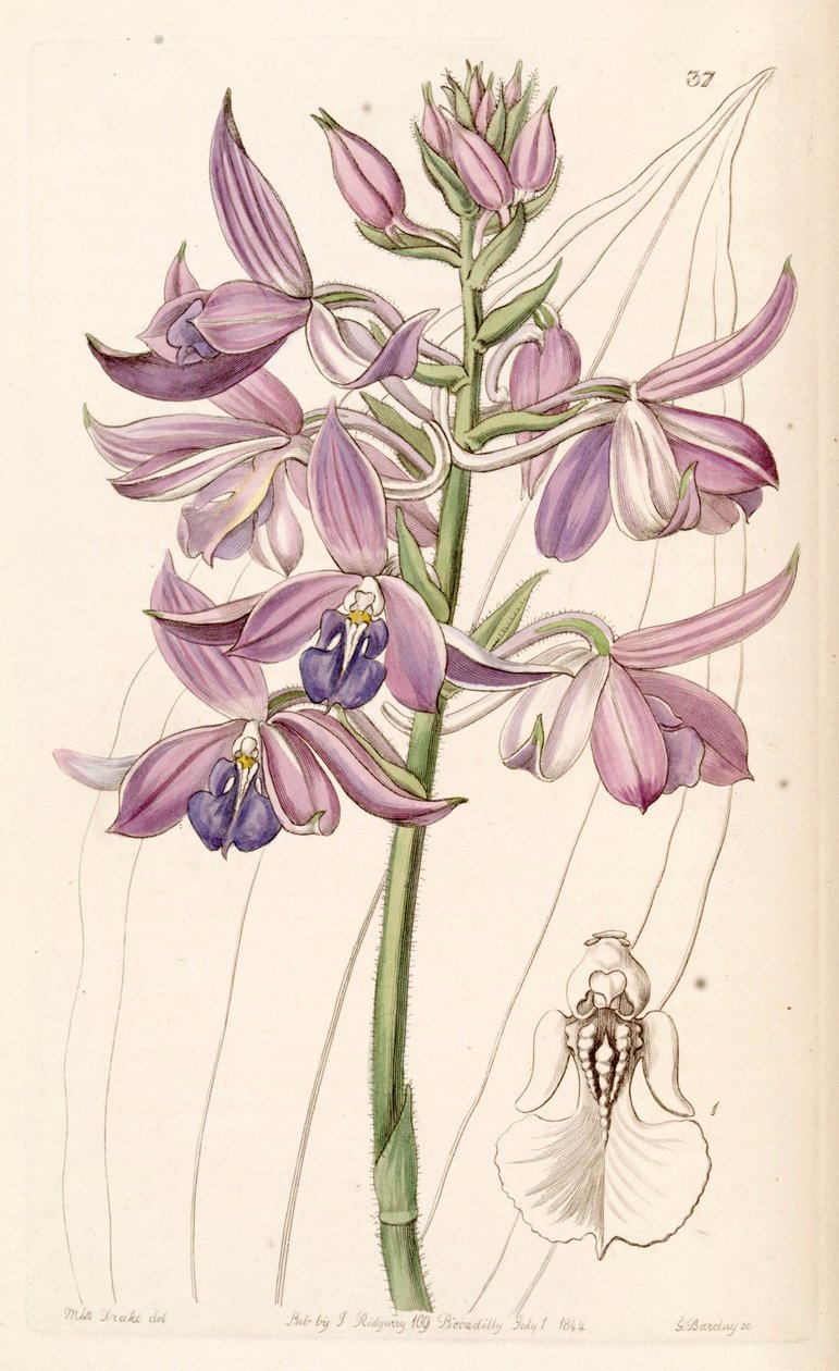 Calanthe sylvatica - Miss Drake