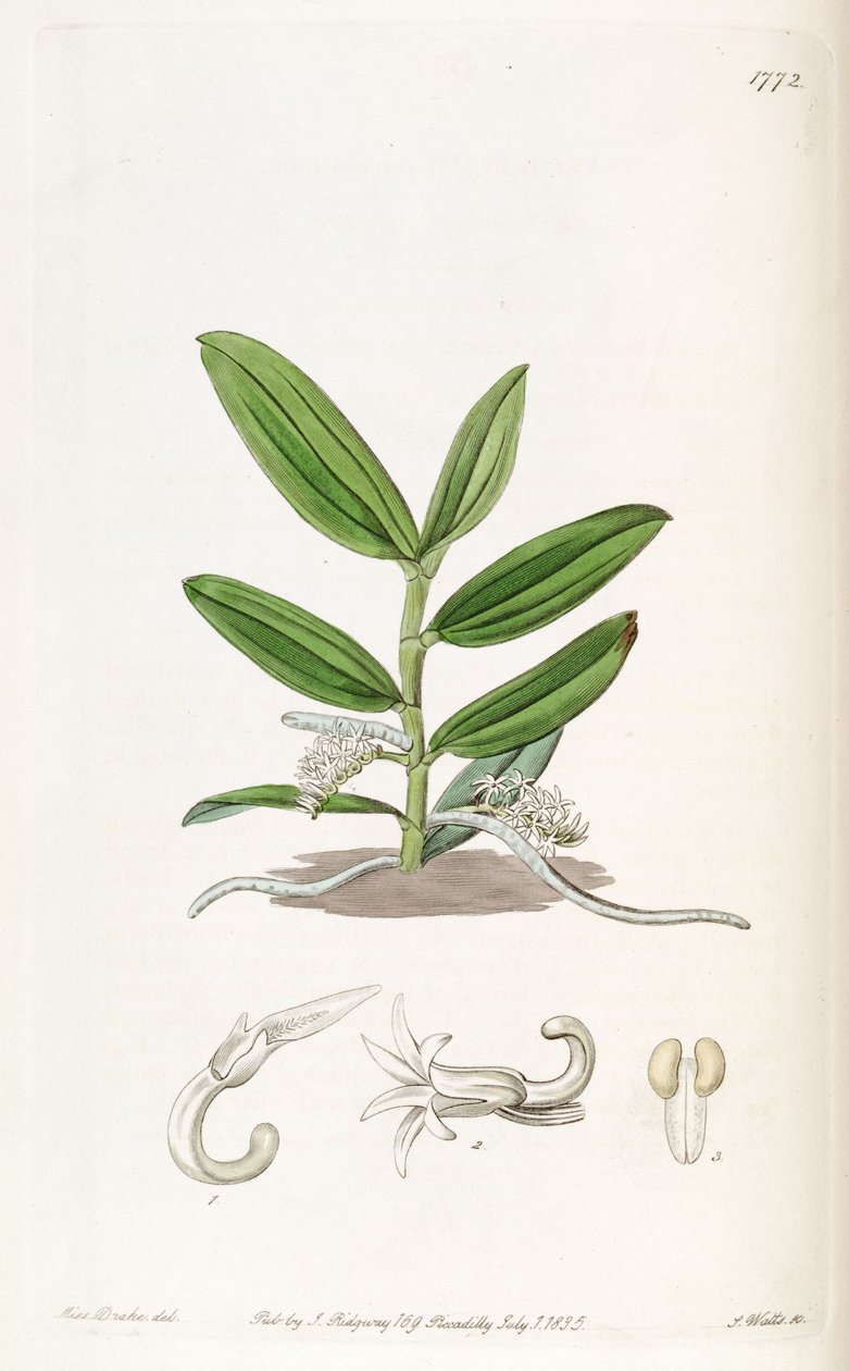 Campylocentrum micranthum (syn. Angraecum micranthum) - Miss Drake