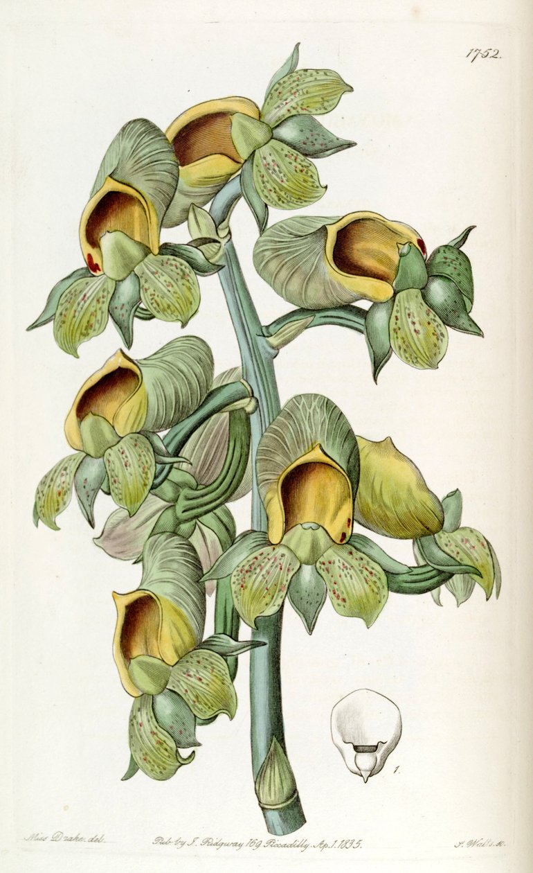 Catasetum cernuum (syn. Monachanthus viridis) - Miss Drake
