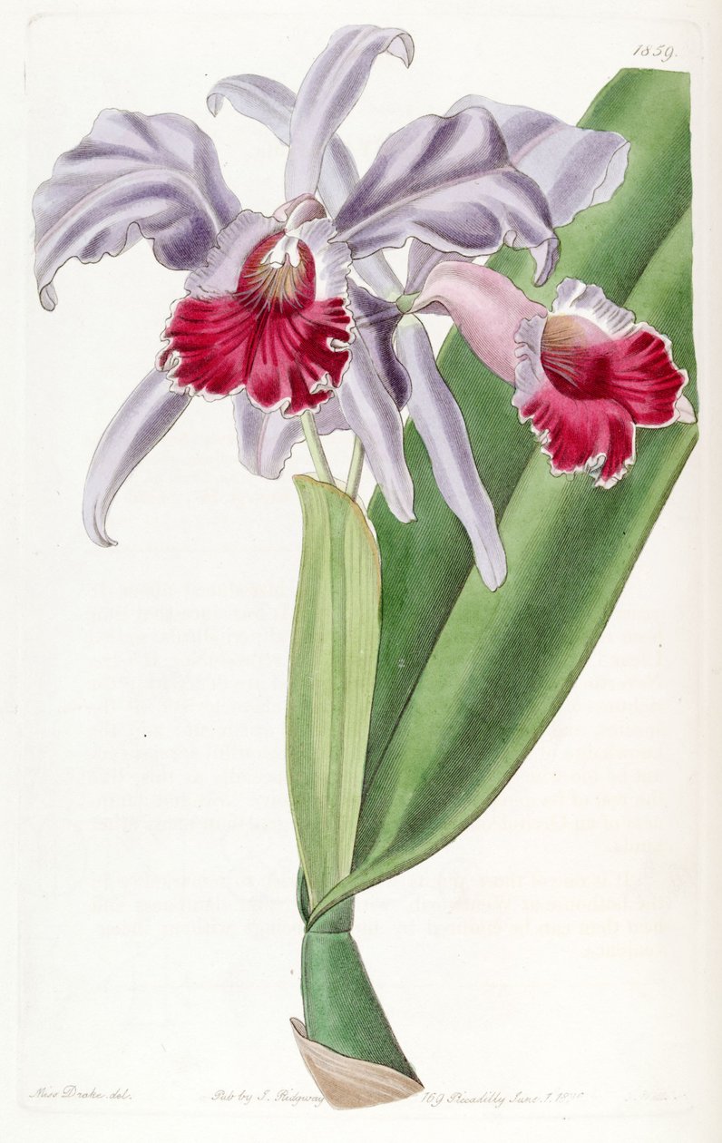 Cattleya labiata - Miss Drake