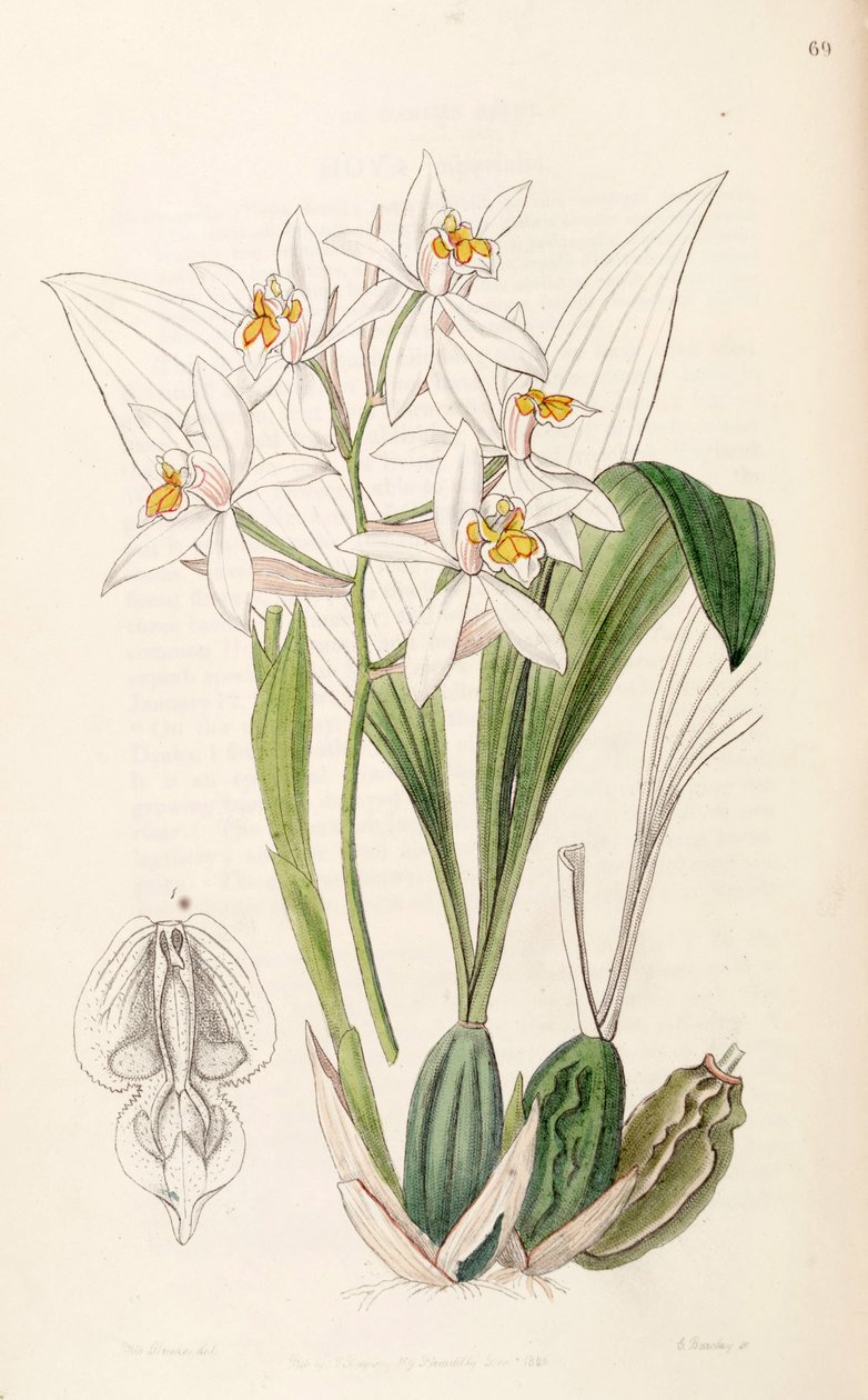 Coelogyne nitida (syn. Coelogyne ochracea) - Miss Drake