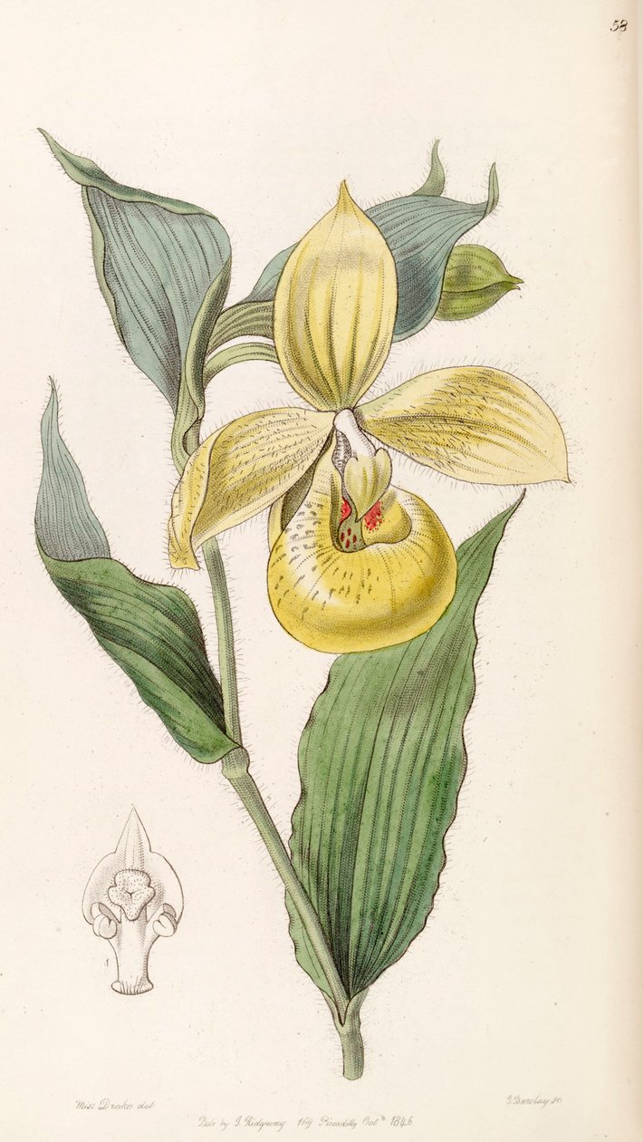 Cypripedium irapeanum - Miss Drake