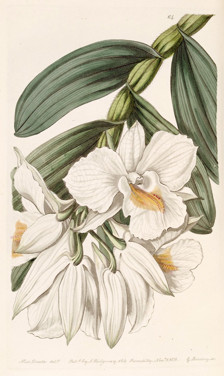 Dendrobium formosum - Miss Drake