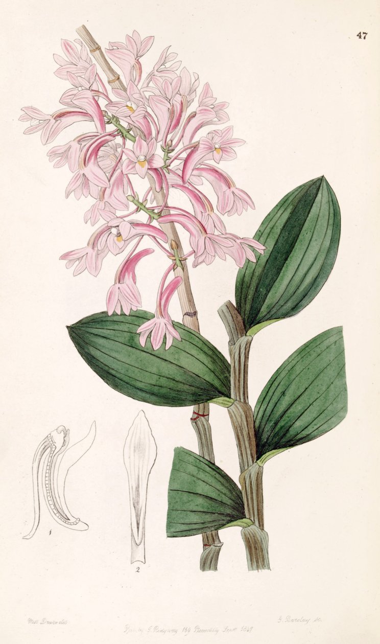 Dendrobium hasseltii (syn. Dendrobium kuhlii) - Miss Drake