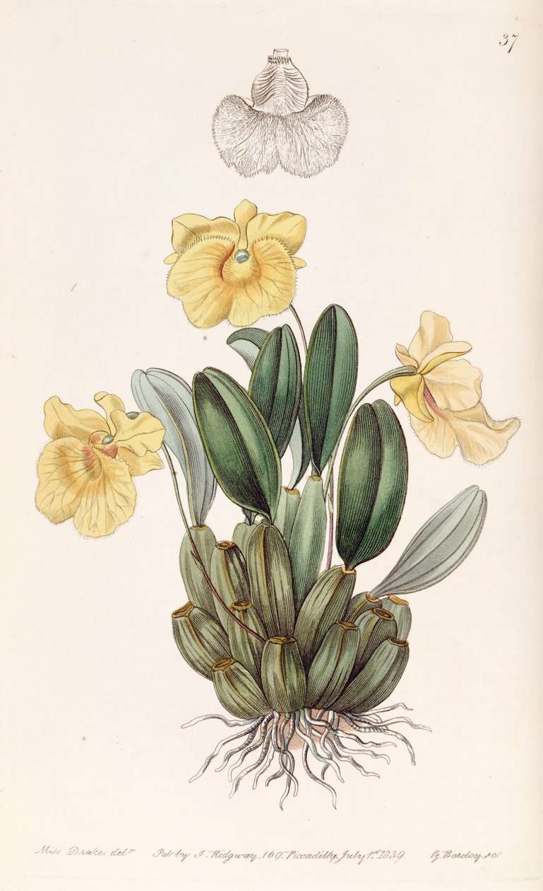Dendrobium jenkinsii - Miss Drake