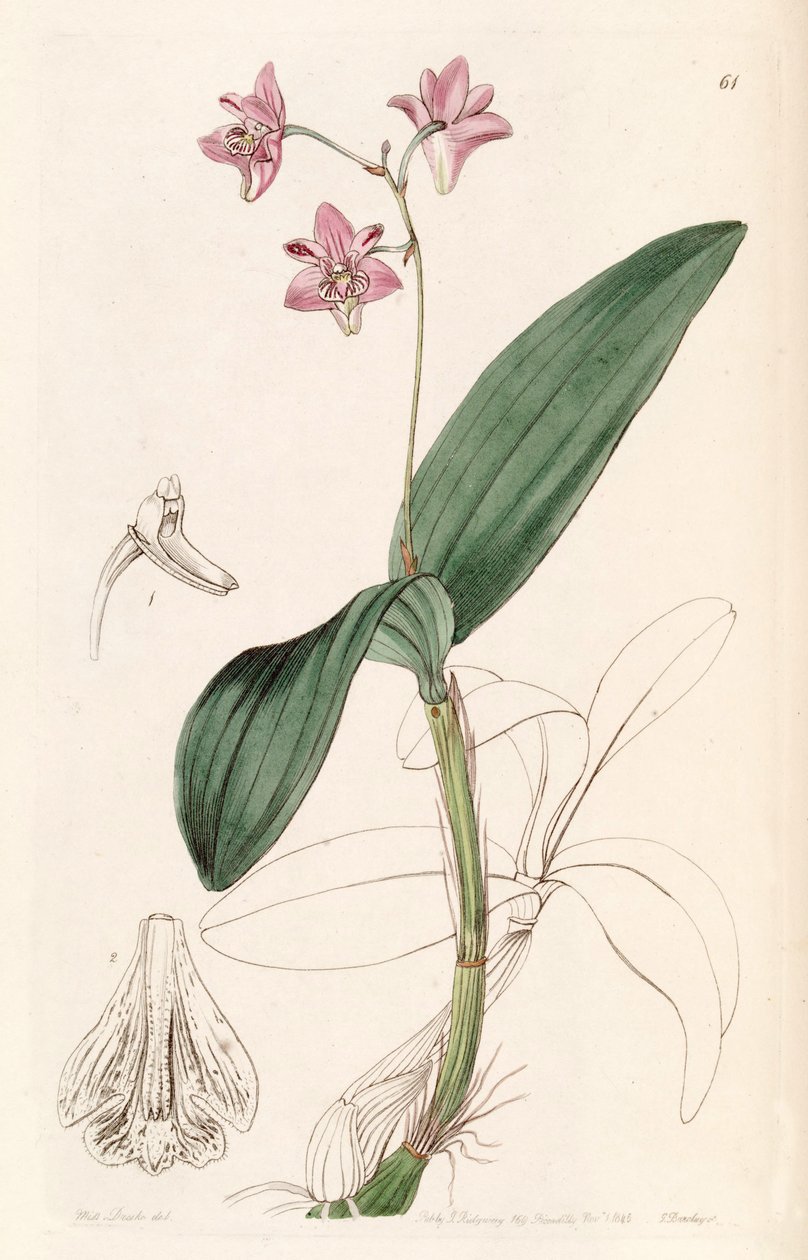 Dendrobium kingianum - Miss Drake
