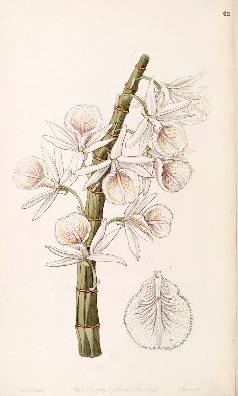 Dendrobium polyanthum - Miss Drake