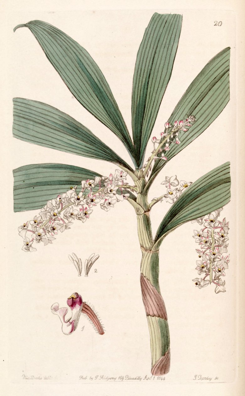 Eria floribunda - Miss Drake