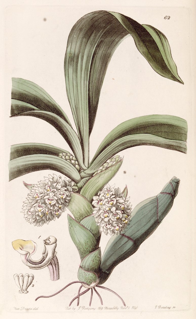 Eria spicata - Miss Drake