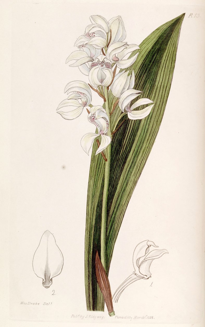 Govenia liliacea - Miss Drake
