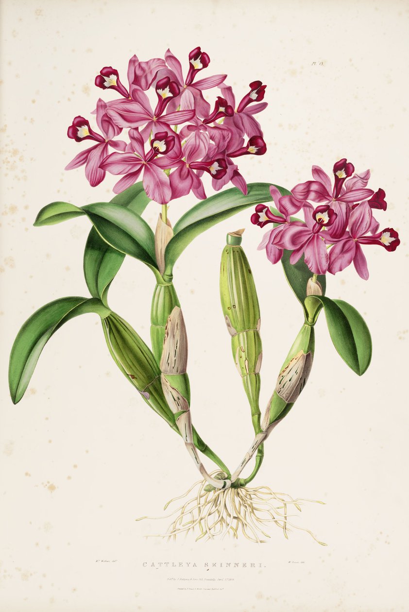 Illustration de Cattleya skinneri (ou Guarianthe skinneri) - Miss Drake