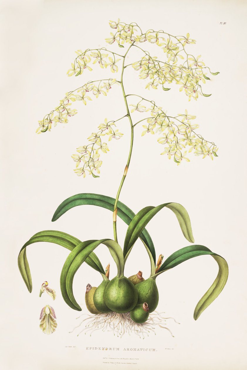 Illustration d