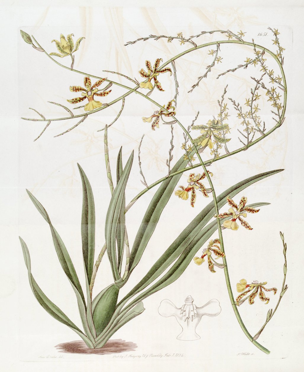 Illustration de Oncidium altissimum (Jacq.) Sw. (Ce dessin n
