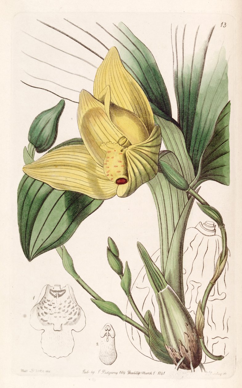 Lycaste cruenta - Miss Drake