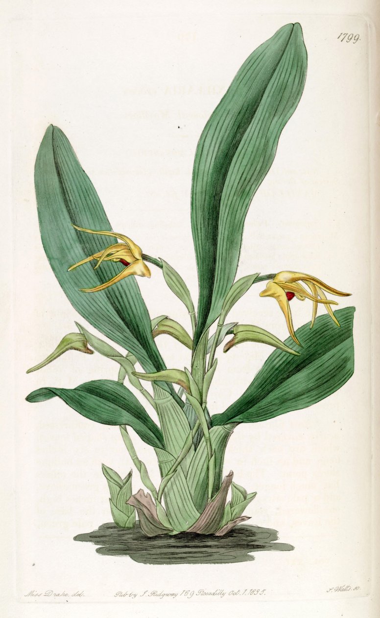 Maxillaria crocea - Miss Drake