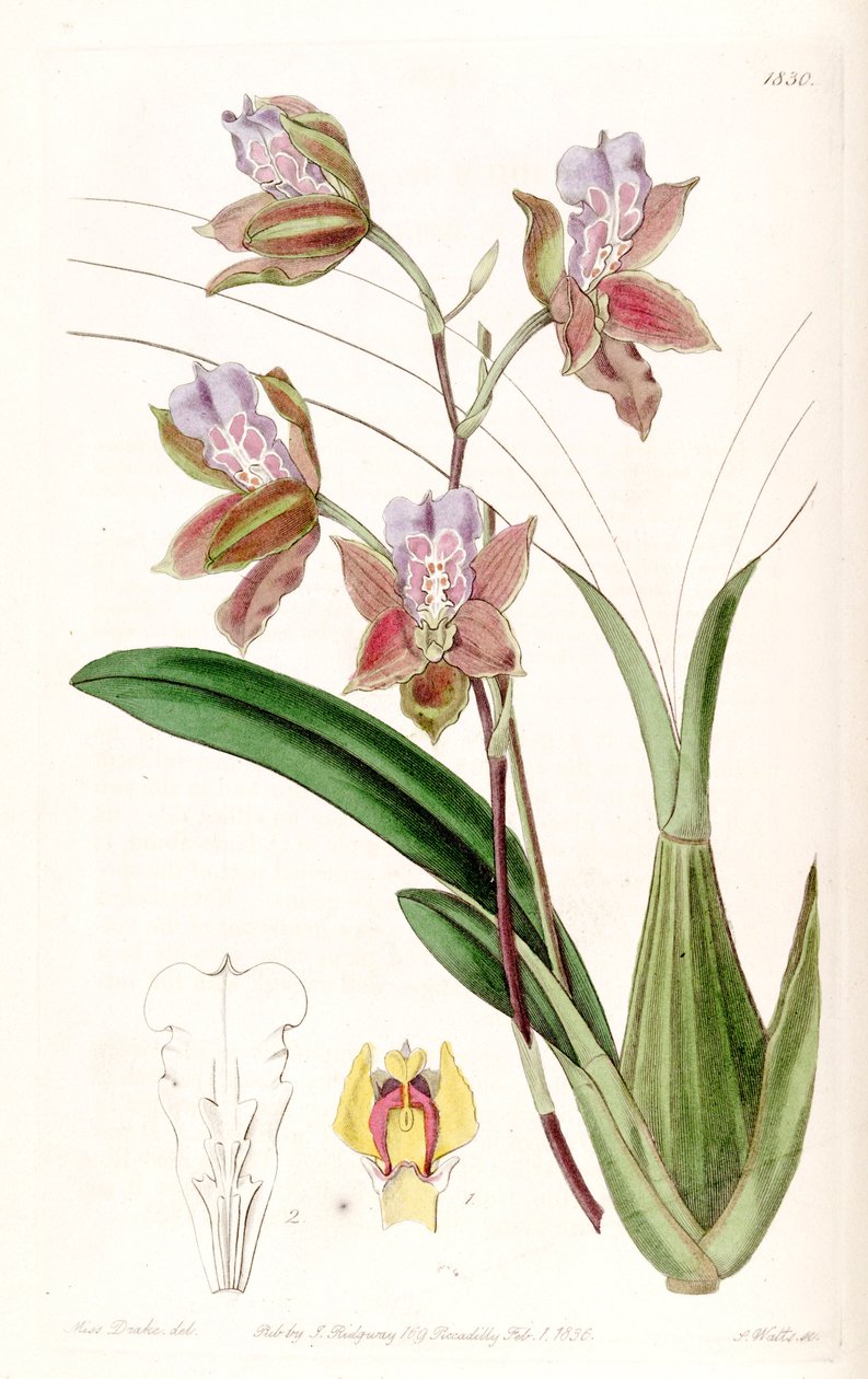 Miltonia russelliana - Miss Drake
