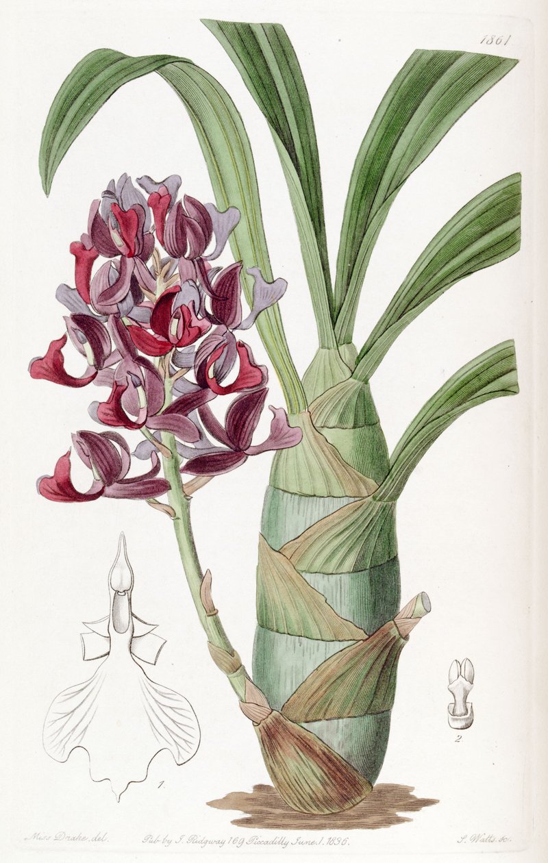 Mormodes atropurpurea - Miss Drake