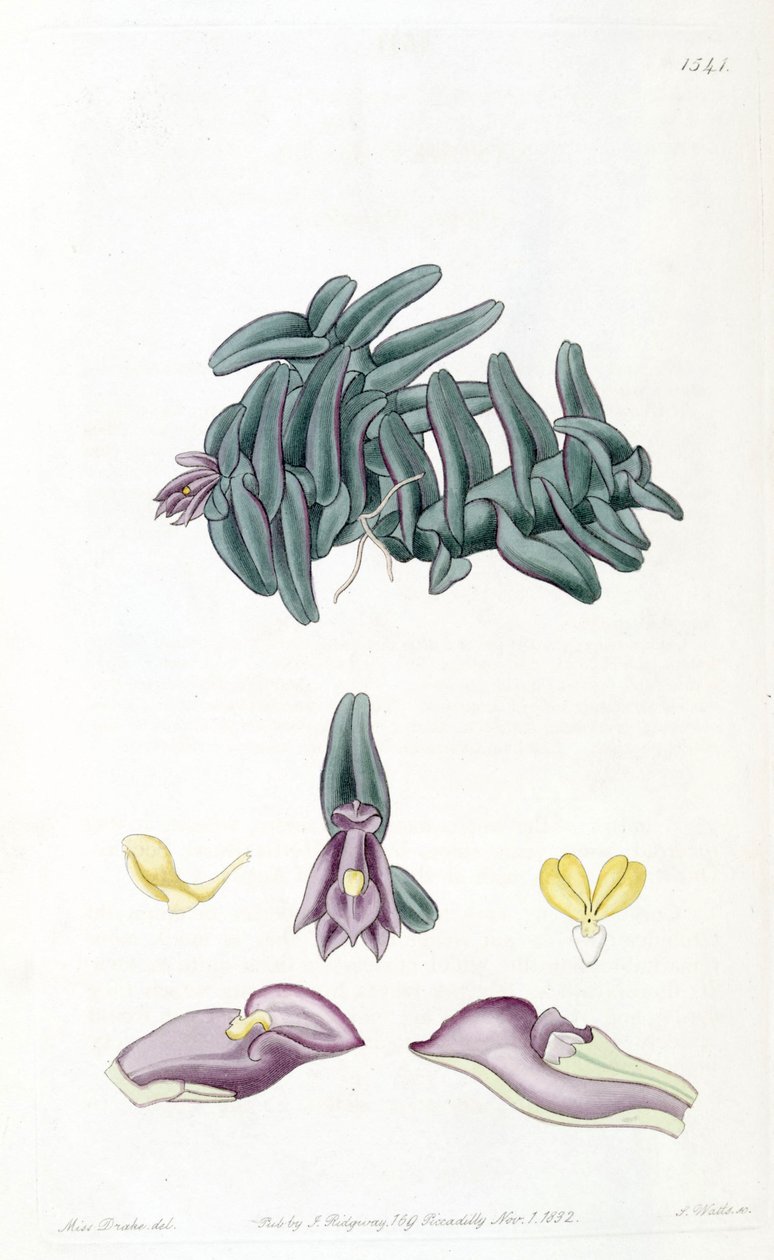 Nanodes discolor - Miss Drake