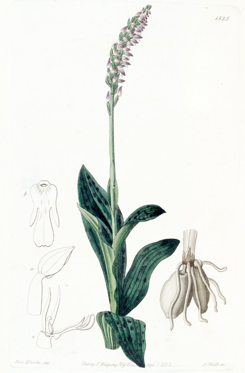 Neotinea maculata (syn. Aceras secundiflorum) - Miss Drake