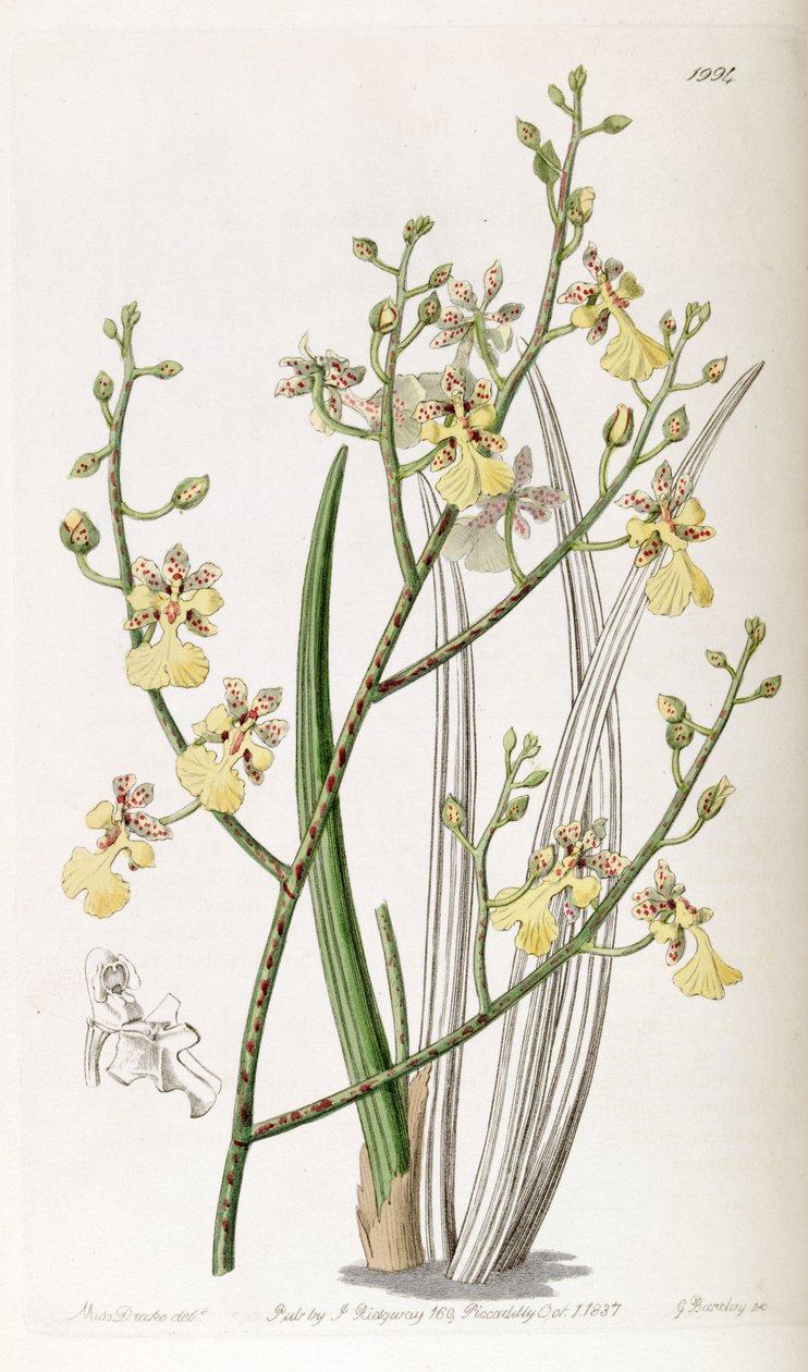 Oncidium cebolleta - Miss Drake