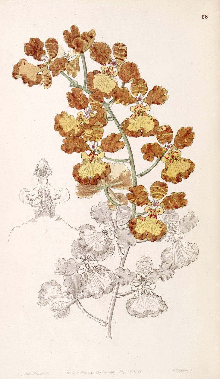 Oncidium gardneri - Miss Drake