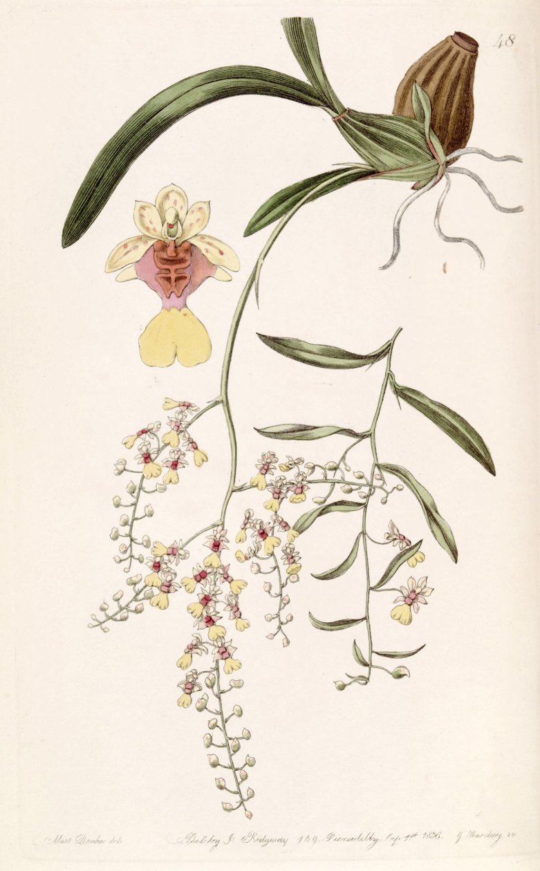 Oncidium raniferum - Miss Drake