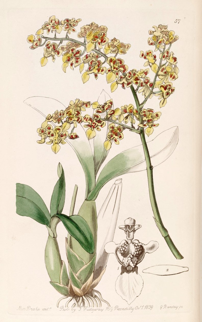 Oncidium venustum - Miss Drake
