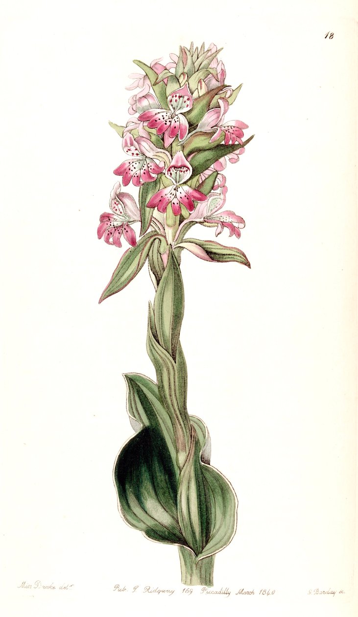 Satyrium erectum - Miss Drake