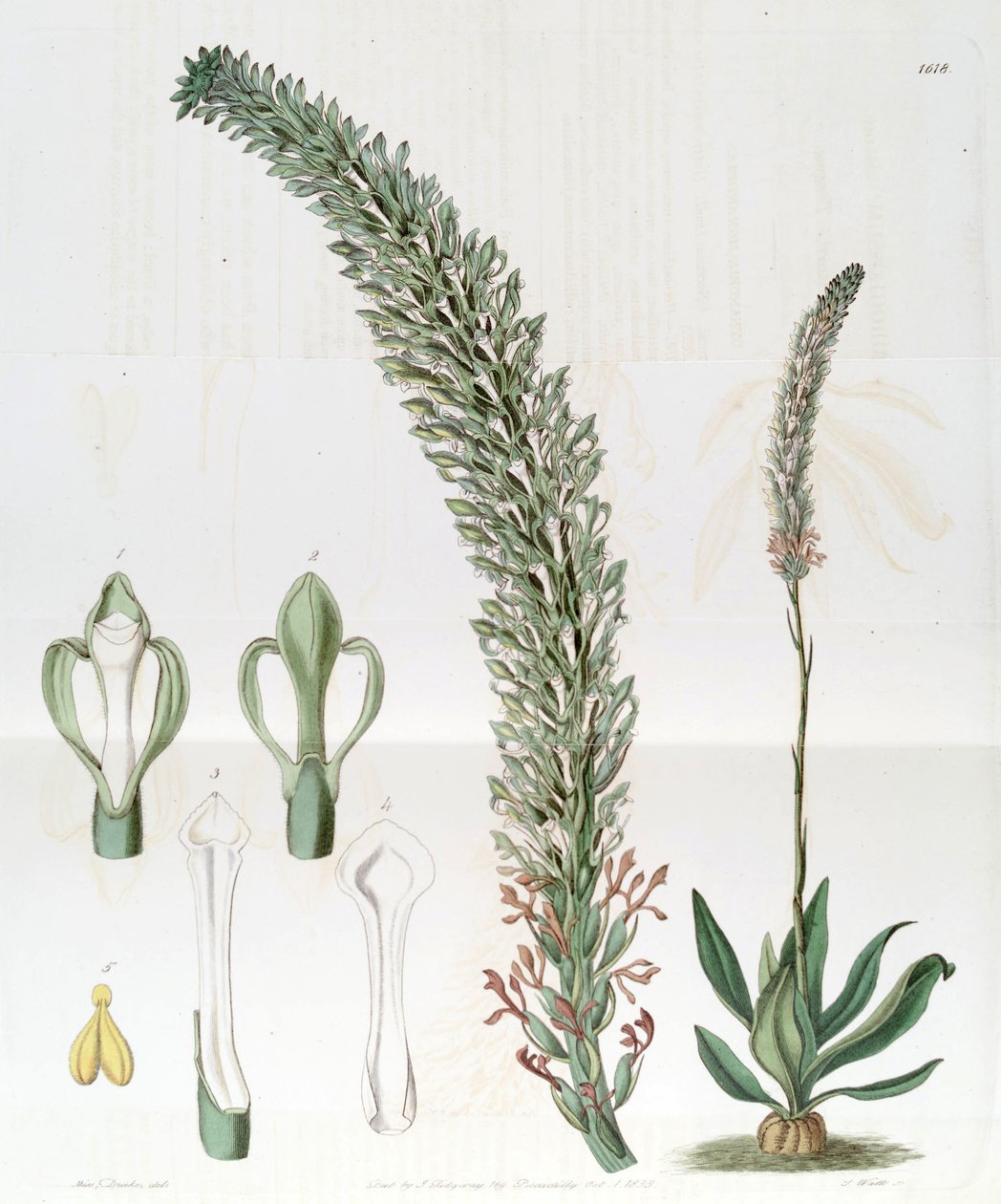 Sauroglossum nitidum (syn. Sauroglossum elatum) - Miss Drake