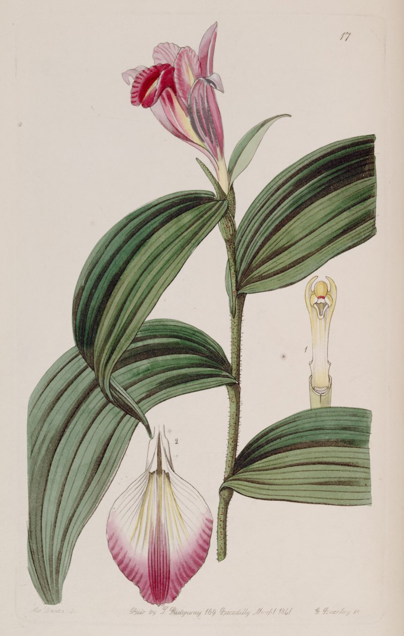Sobralia decora - Miss Drake