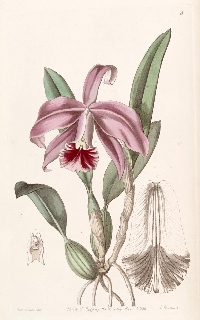 Sophronitis pumila - Miss Drake