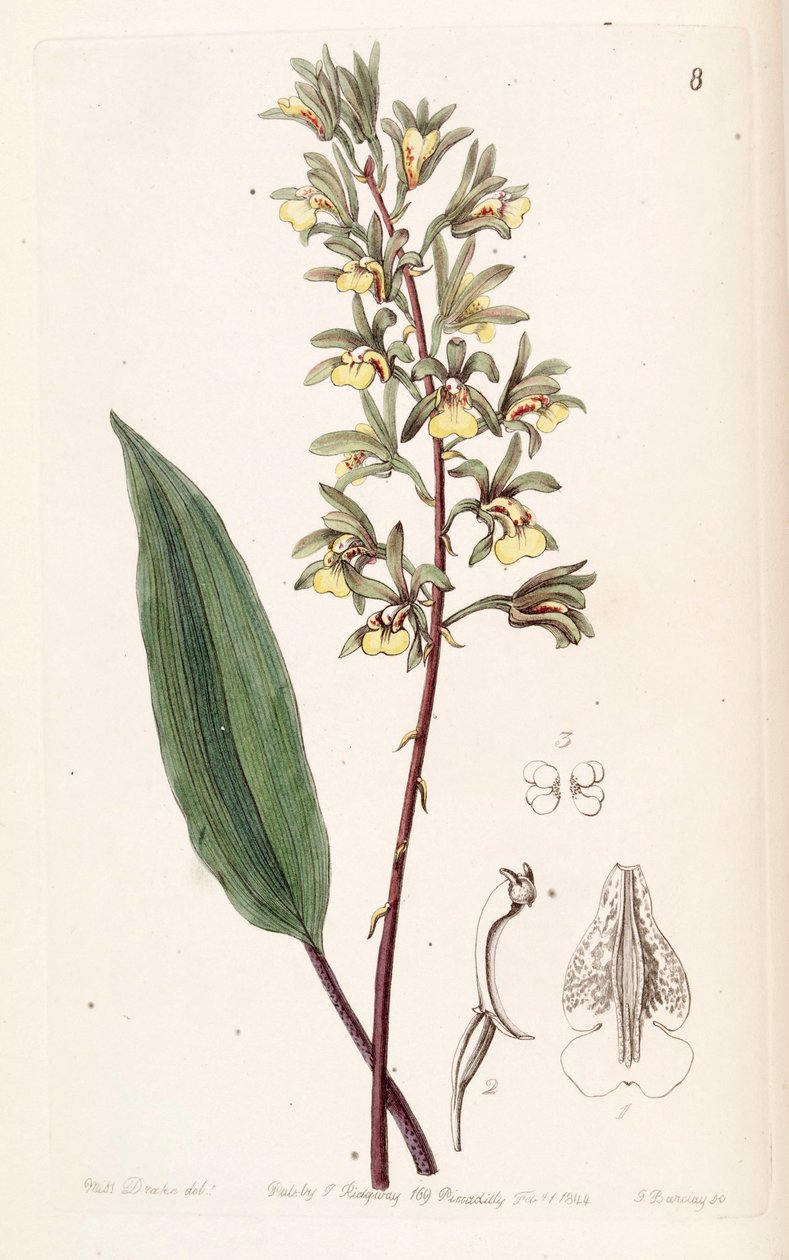 Tainia bicornis (syn. Ania bicornis) - Miss Drake