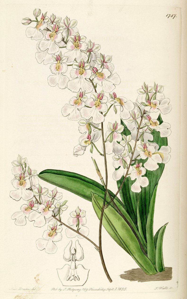 Tolumnia pulchella - Miss Drake
