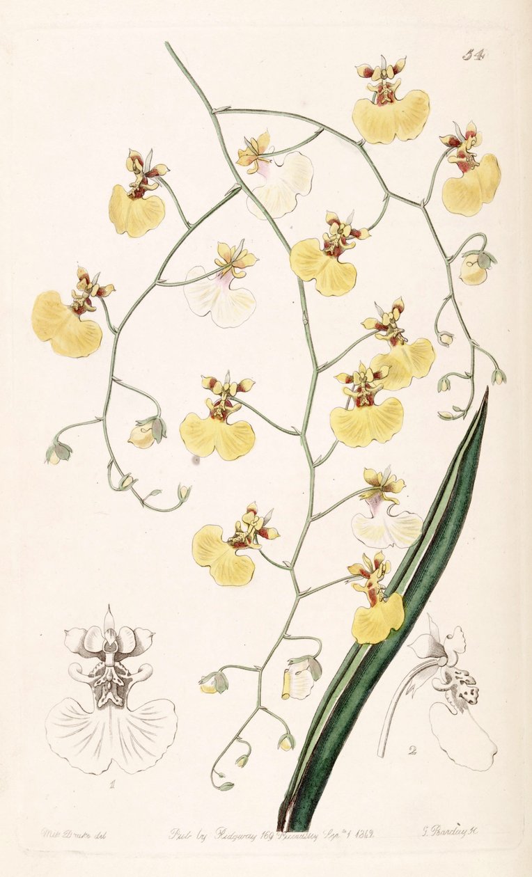 Tolumnia urophylla - Miss Drake