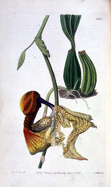 Orchidée : Laelia autumnalis, publié par I. Ridgway - Miss Drake