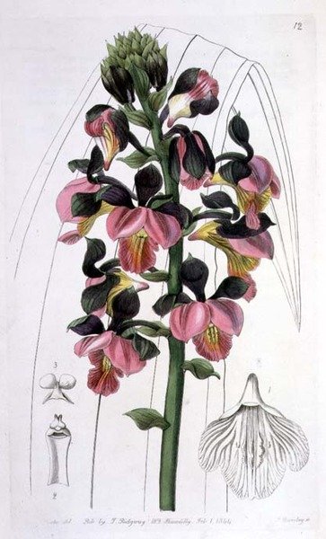 Orchis Lissochilus Roseus, publié par I. Ridgway - Miss Drake