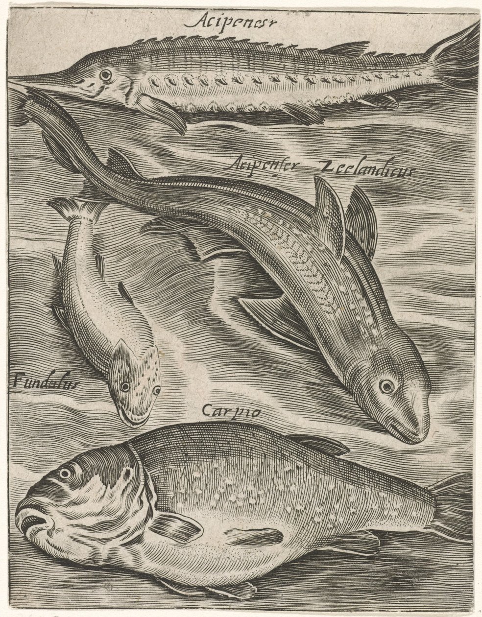 Feuille d