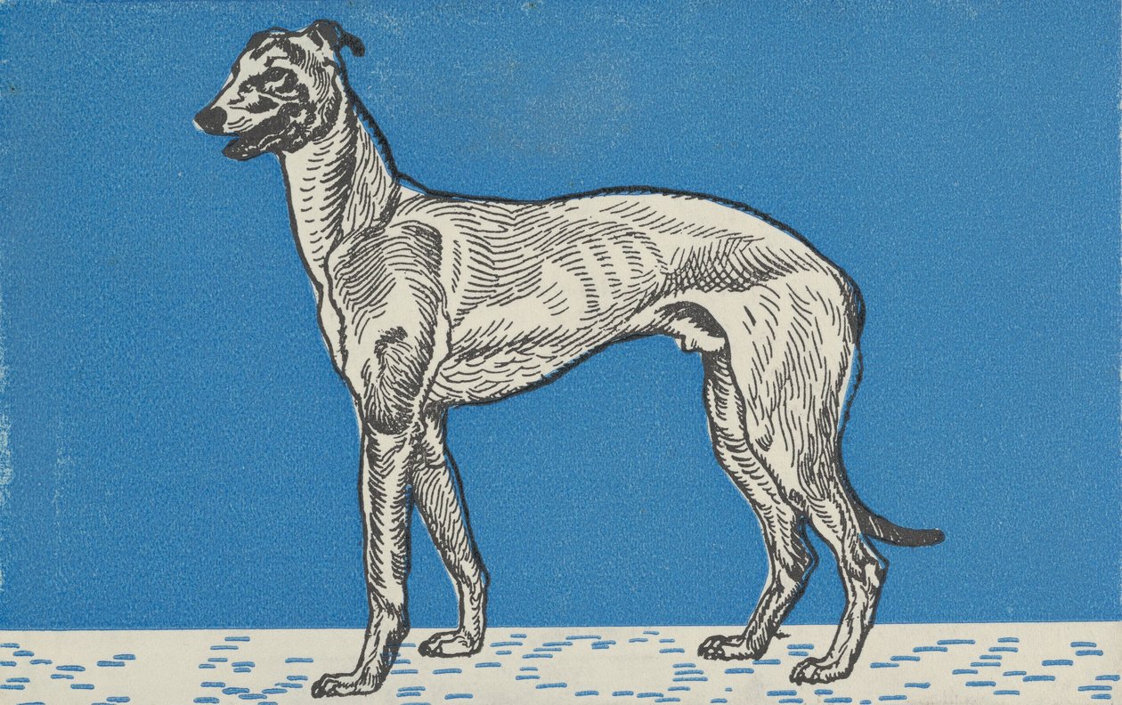 Lévrier, 1912 - Moritz Jung