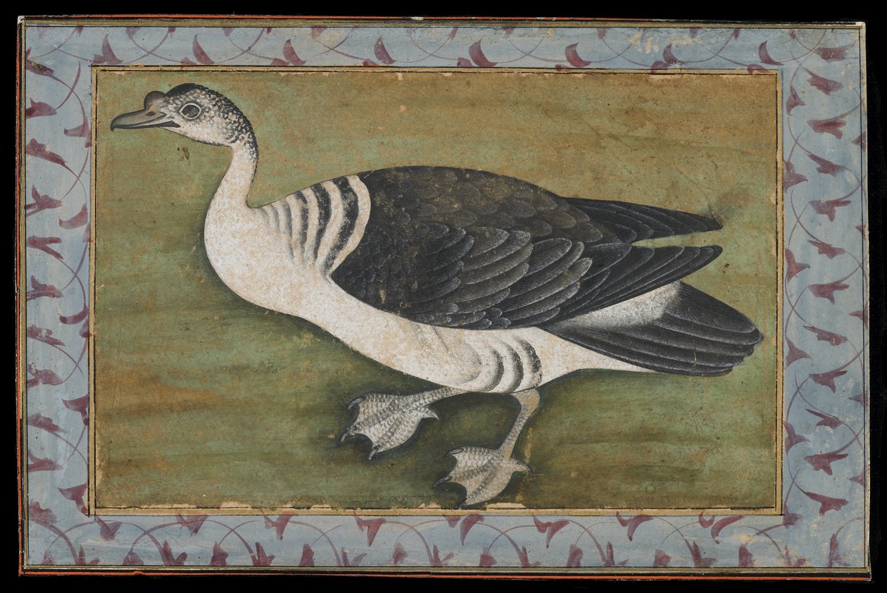 Un canard à bosse, peinture, fin du 18e siècle - Mughal School