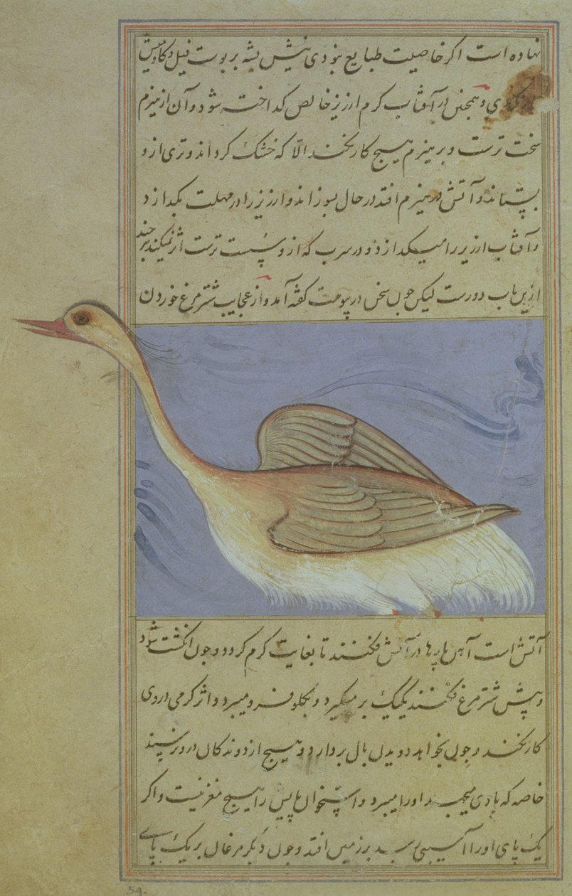 Un cygne, de Nuzhat-Namah IAlai, 1599 (1007 Hijra) - Mughal School