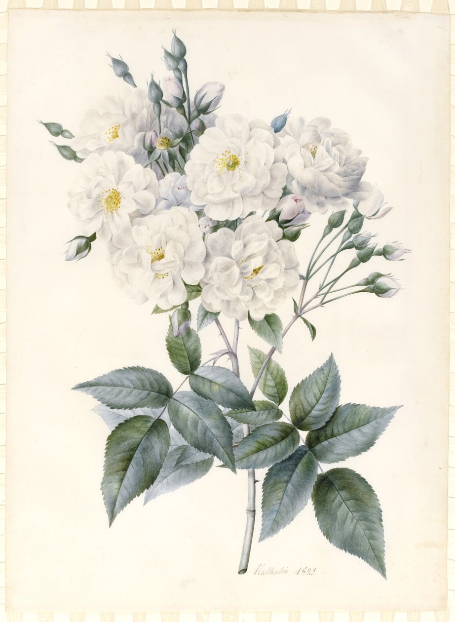 Rose Noisette, 1823 - Nathalie d