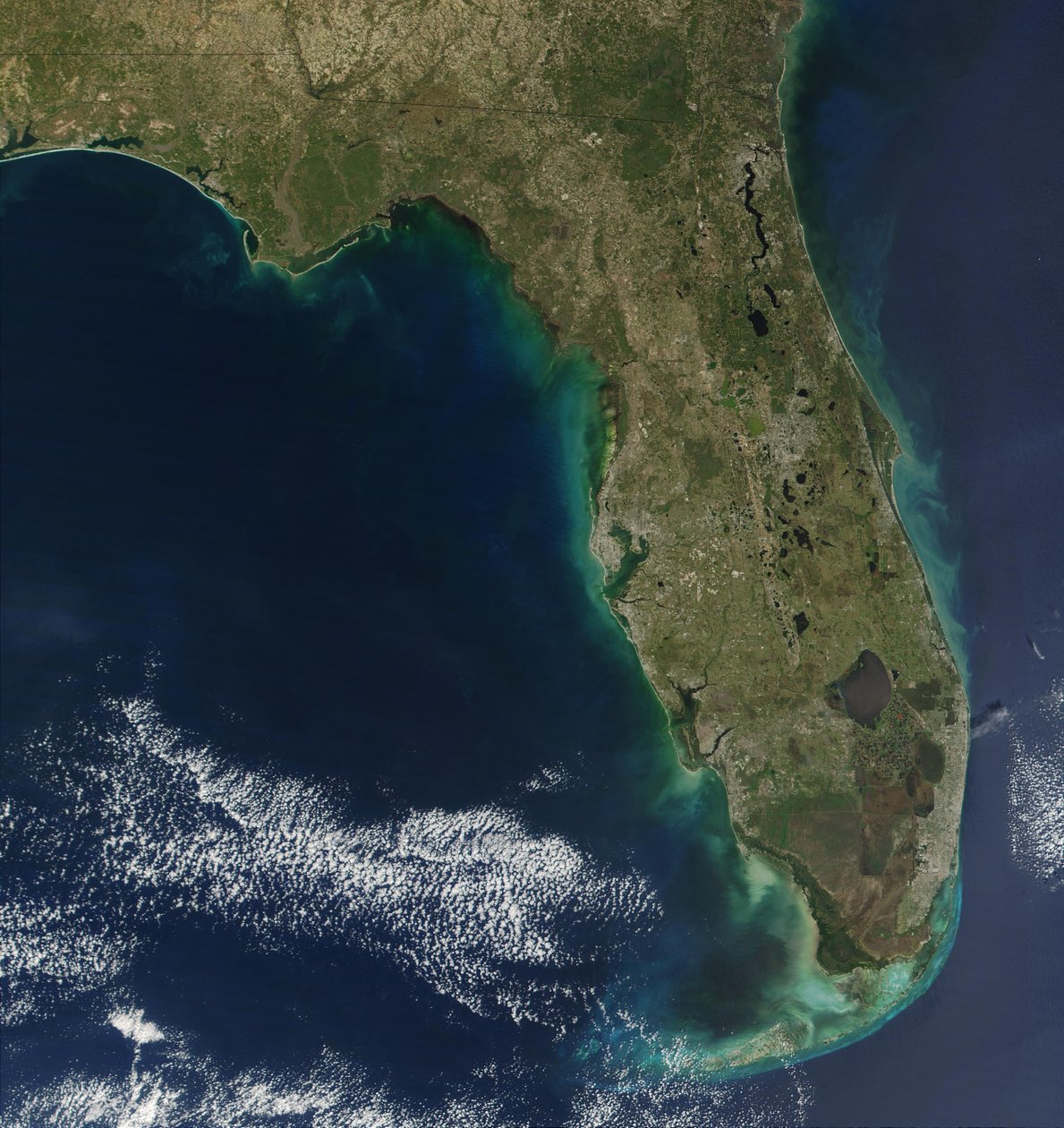 Dans cette image satellite, la floraison de l