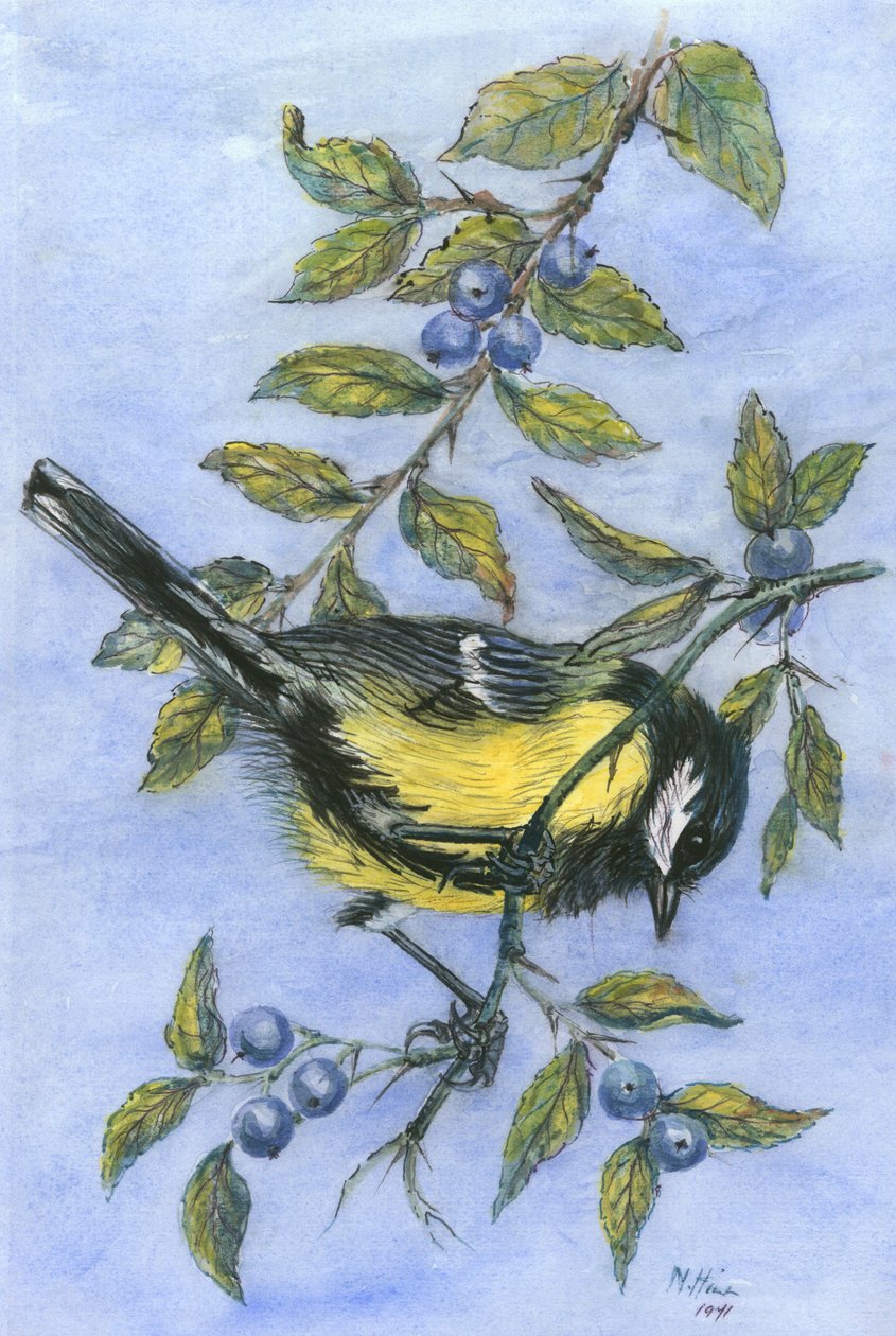 Mésange dans l