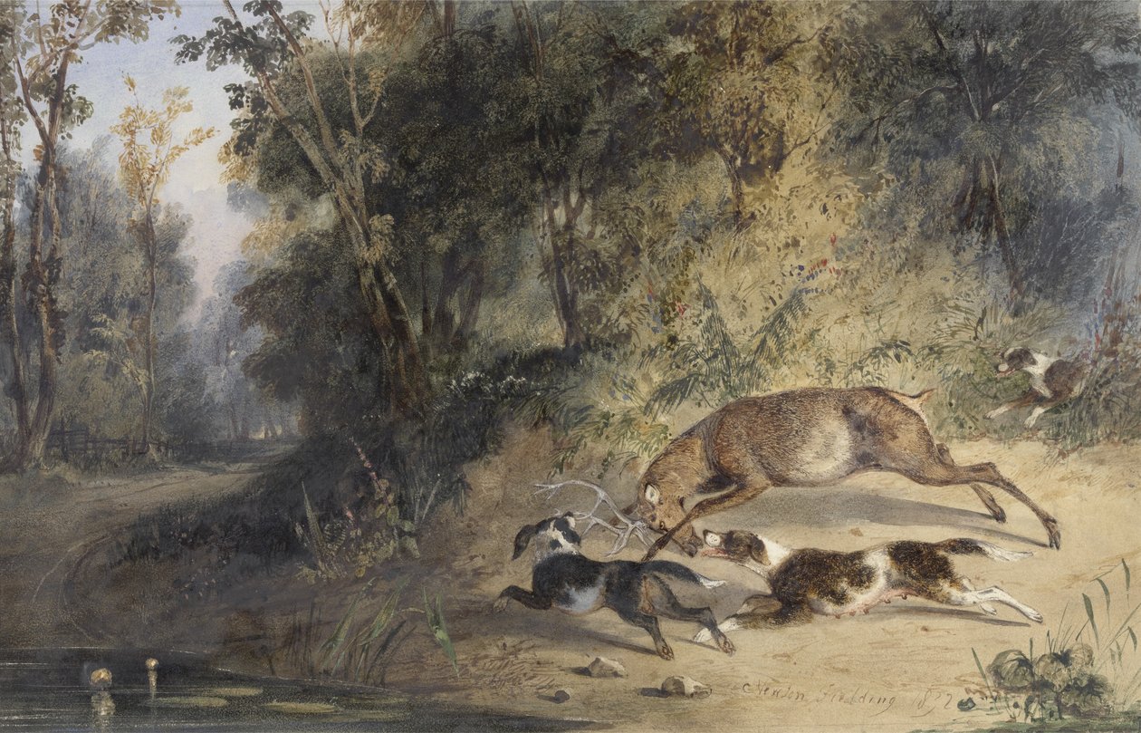 Lévrier et chienne coinçant un cerf au bord d