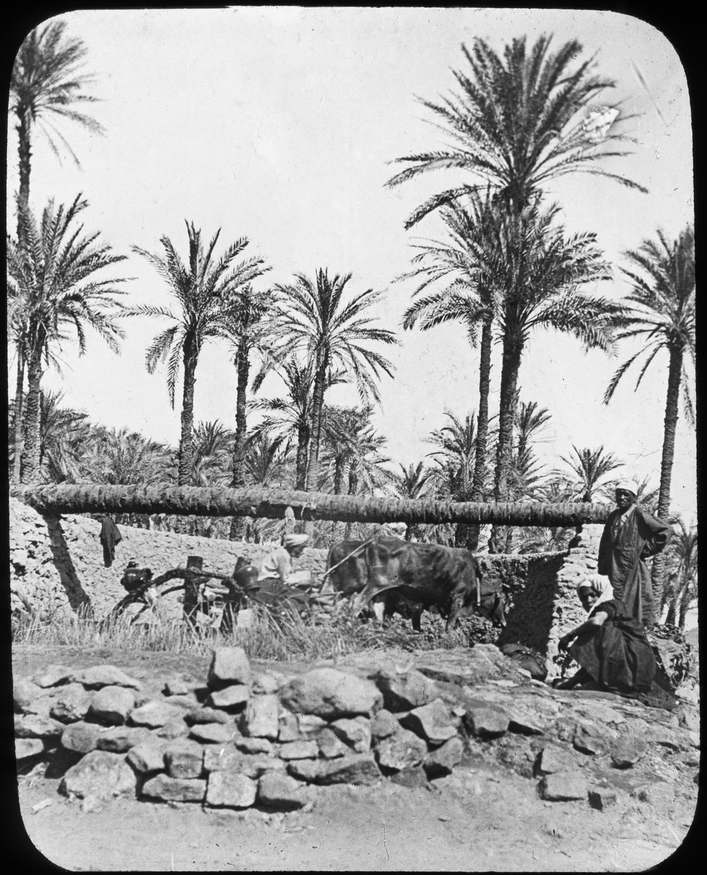 Roue à eau, Égypte, vers 1890 - Newton and Co