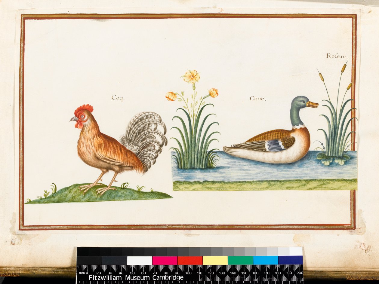Un Coq et un Canard Colvert - Nicolas Robert