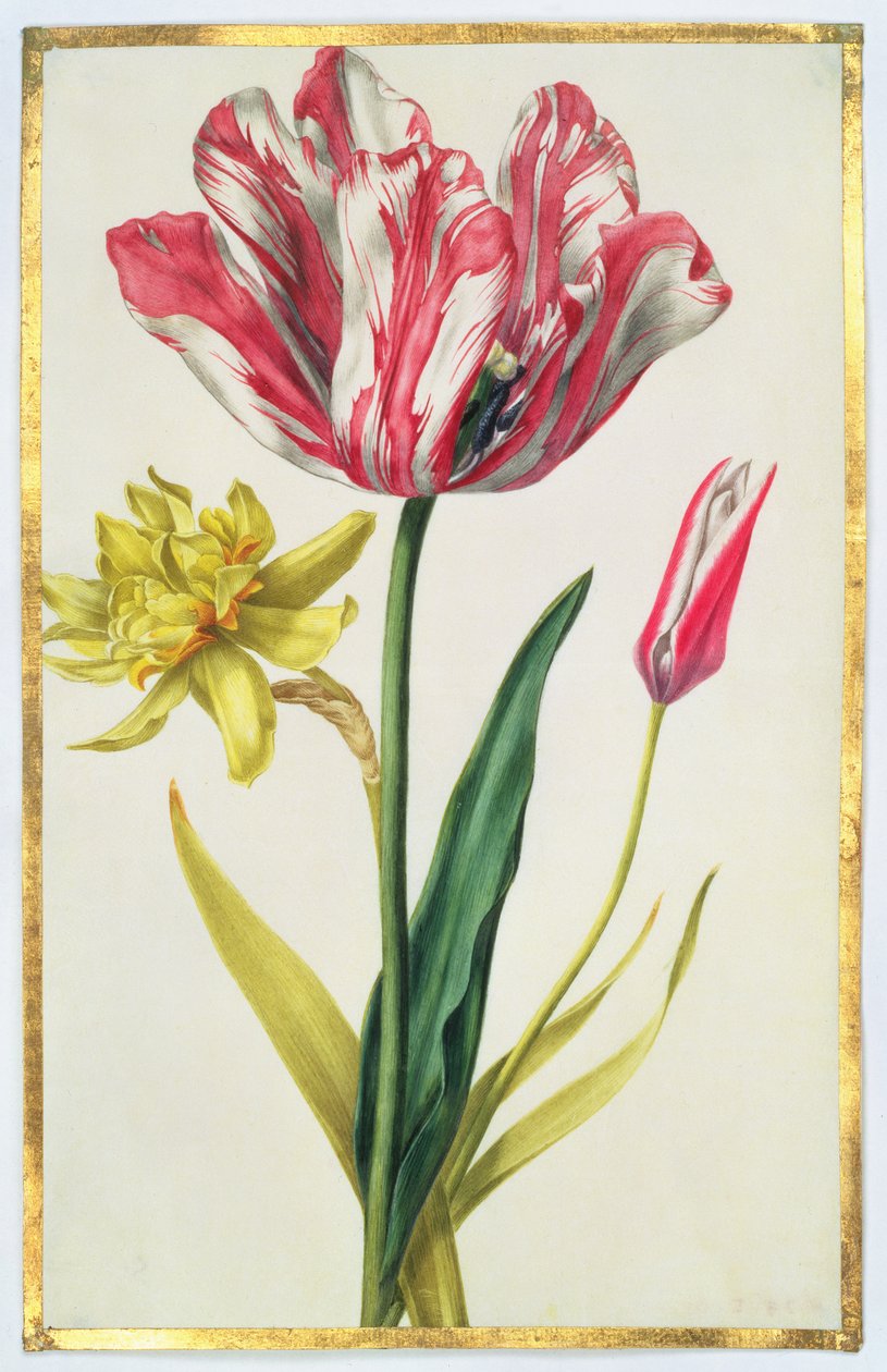 Jonquille et tulipe, c.1675 - Nicolas Robert