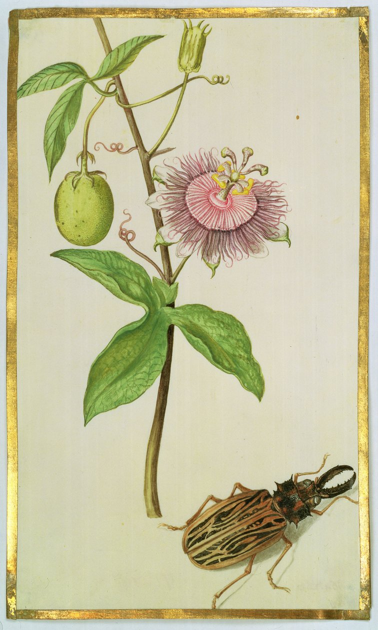 Plante exotique et coléoptère - Nicolas Robert